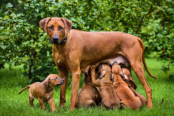 De Rhodesian ridgeback - Overzicht Hondenrassen - Hondtrainen.nl