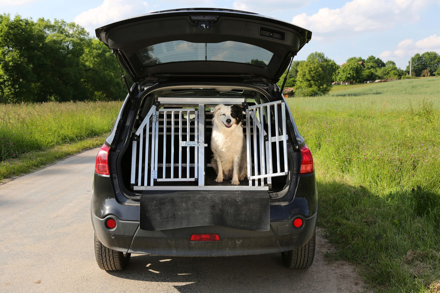 Hond in auto vervoeren: zo doe je dat veilig - Hondtrainen.nl